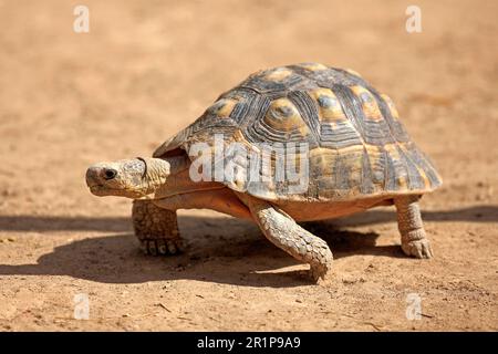 Tartaruga angolata (Chersina angulata), parco nazionale degli elefanti di Addo, Capo orientale, Sudafrica, Africa Foto Stock