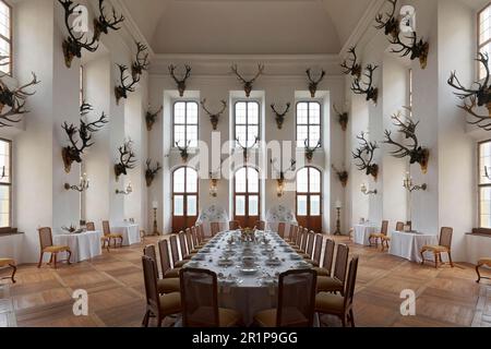 Castello di Moritzburg, sala da pranzo storica, collezione di trofei con corna di cervi, Moritzburg, Sassonia, Germania Foto Stock