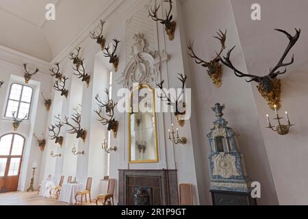 Castello di Moritzburg, sala da pranzo storica, collezione di trofei con corna di cervi, Moritzburg, Sassonia, Germania Foto Stock