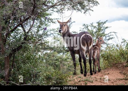 Waterbuck femmina (in latino Kobus Ellipsiprymnus) con un piccolo bambino di agnello che fa una pausa in cespugli africani sotto l'ombra degli alberi a savannah, Zimbabwe Foto Stock