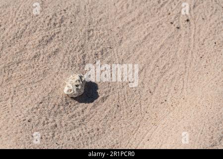 Australia Occidentale, Arcipelago di Buccaneer, Collier Bay, Freshwater Cove aka Winjingarra Bard Bard. Piste di granchio eremita con corallo. Foto Stock