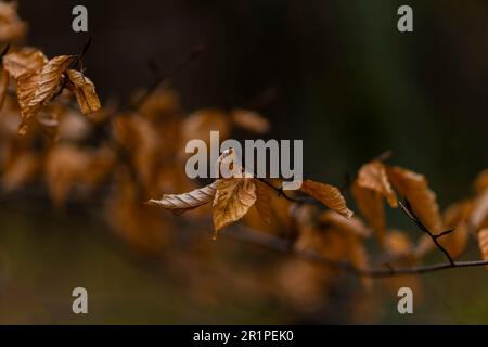 foglie di faggio nei colori autunnali dello scorso anno su un ramo in primavera, profondità di campo poco profonda, bokeh fuzzy Foto Stock