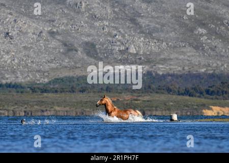 Cavallo selvatico nel fiume Bot, Overberg, Sudafrica. Foto Stock