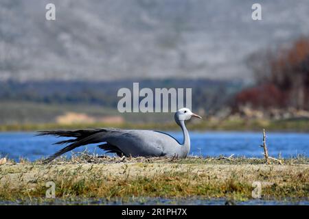 Blue Crane [Anthropoides paradiseus] incubando al suo nido nella zona umida del fiume Bot, Overberg, Sudafrica. Foto Stock