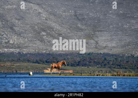 Cavallo selvatico nel fiume Bot, Overberg, Sudafrica. Foto Stock