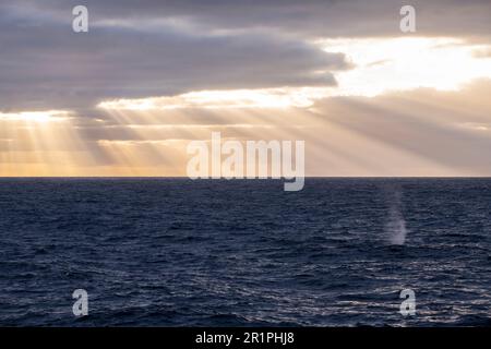 Cile, Arcipelago Juan Fernandez, Isola Alexander Selkirk. Alba sull'Oceano Pacifico con colpo di balena. Foto Stock