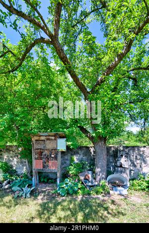 Giardino del monastero, Propstei Zella, giardino, botanica, estate, Vista sul villaggio, Zella, Rhön, Wartburgkreis, Turingia, Germania, Europa, Foto Stock