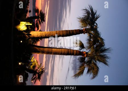 Gruppo di palme all'alba presso la spiaggia vicino Kiotari, Rodi, Grecia Foto Stock