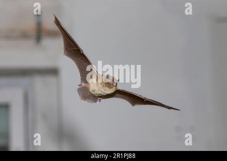 Pipistrello, pipistrellus nathusii, in volo Foto Stock