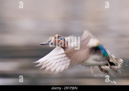 Anatra, teal, anas crecca, drake, volare, in volo Foto Stock