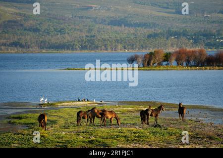 Cavalli di ferallo nel fiume Bot, Overberg, Sud Africa Foto Stock