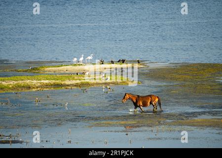 Cavallo di FERAL nel fiume Bot, Overberg, Sud Africa Foto Stock