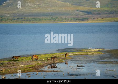 Cavalli di ferallo nel fiume Bot, Overberg, Sud Africa Foto Stock
