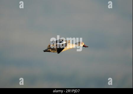 Capo Teal (Anas capensis) in volo Bot River, Overberg, Sudafrica Foto Stock