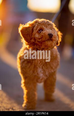 ritratto di un simpatico, riccio, rosso purbred giocattolo / mini cucciolo di poodle su un guinzaglio fuori in città Foto Stock