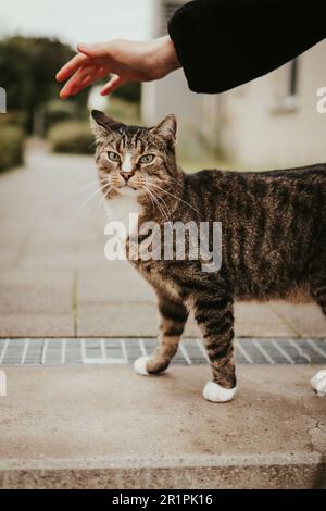 mano accarezzare un gatto con gli occhi verdi che è fuori Foto Stock