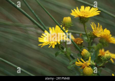 fioritura gialla Foto Stock