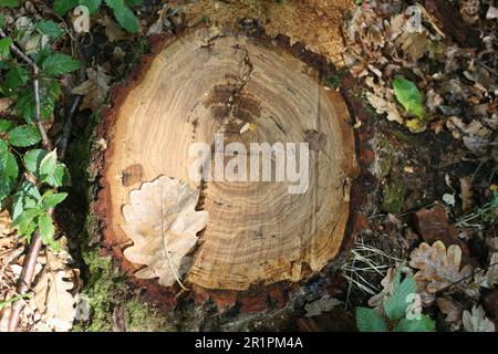 Plantano a foglia larga Foto Stock