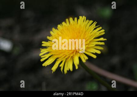 dente di leone fiorisce Foto Stock