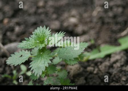 Ortica comune Foto Stock