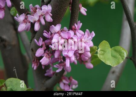 albero di Giuda Foto Stock