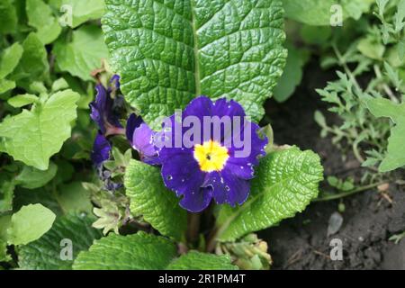 primavera viola Foto Stock