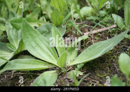 Plantano a foglia larga Foto Stock