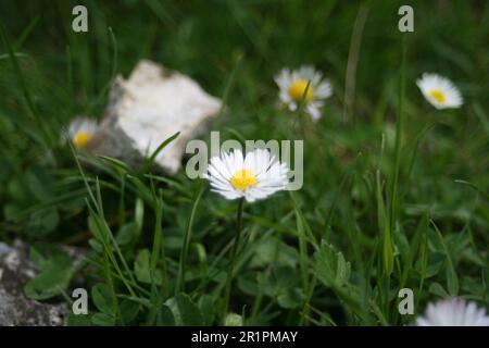 campo di fiori bianchi Foto Stock