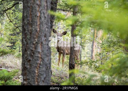 Cervi mulo selvaggi vagare e foraging mangiare erbacce nella foresta in estate. Foto Stock