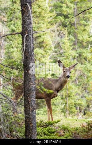 Cervi mulo selvaggi vagare e foraging mangiare erbacce nella foresta in estate. Foto Stock