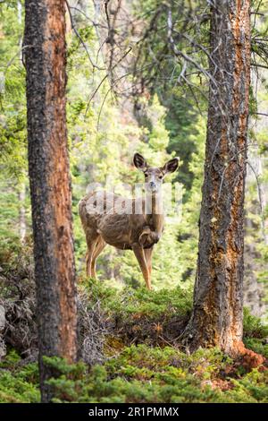 Cervi mulo selvaggi vagare e foraging mangiare erbacce nella foresta in estate. Foto Stock