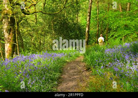 Bluebells, Hardcastle Crags, Hebden Bridge Foto Stock
