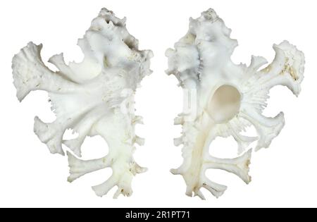 Murex anatomica / di Pele Murex shell (Homalocantha anatomica) Foto Stock