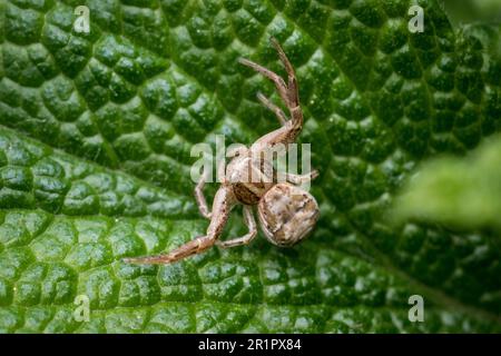 Un minaccioso ragno di granchio (Xysticus sp) si accosta tra le foglie, in attesa di preda. Fotografato a Tunstall, Sunderland, Regno Unito Foto Stock