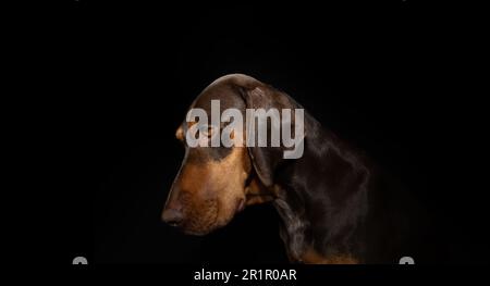 Profilo Sad vizsla cucciolo cane guardando giù. Isolato su sfondo nero scuro Foto Stock