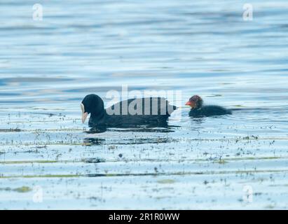 Culo con pulcino (Fulica atra) Foto Stock