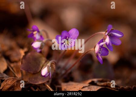 Comune Hepatica / liverwort / kidneywort / pennywort (Anemone hepatica / Hepatica nobilis) Foto Stock