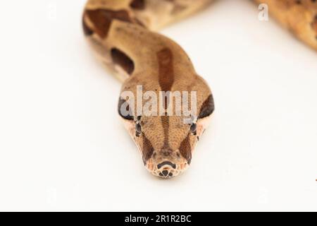 Salmone Boa Constrictor serpente isolato su sfondo bianco Foto Stock