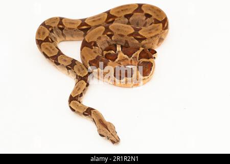 Salmone Boa Constrictor serpente isolato su sfondo bianco Foto Stock