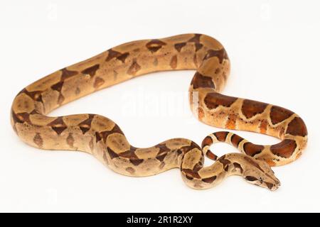 Salmone Boa Constrictor serpente isolato su sfondo bianco Foto Stock