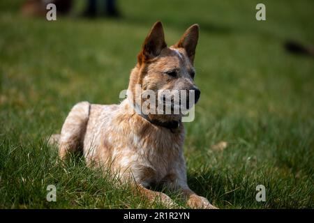 Un adorabile cane australiano da cane bovino che si posa in un lussureggiante campo erboso verde con la sua bocca aperta Foto Stock