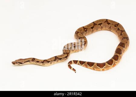 Salmone Boa Constrictor serpente isolato su sfondo bianco Foto Stock
