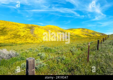 Viste della catena montuosa TEMBLOR, parte della catena costiera californiana, nelle contee di San Luis Obispo e Kern. Fotografato in primavera. Foto Stock