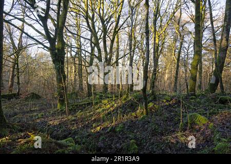 Woodland circonda i serbatoi di Roddlesworth vicino a Blackburn con Darwen in una giornata invernale Lancashire Inghilterra Foto Stock