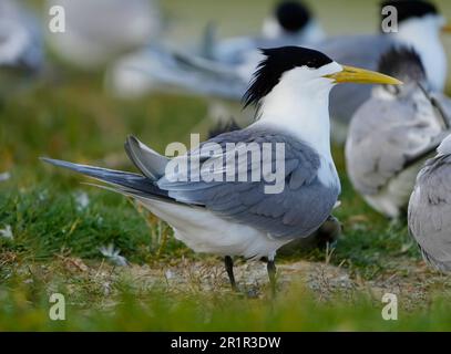 Swift Tern (Thalasseus bergii), zone umide del fiume Bot, Overberg, Sudafrica Foto Stock