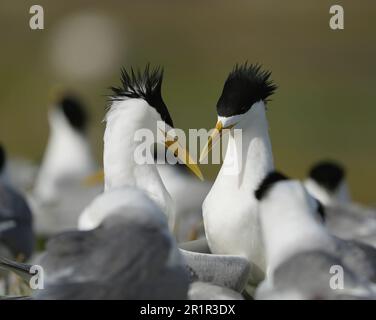 Swift Tern (Thalasseus bergii), zone umide del fiume Bot, Overberg, Sudafrica Foto Stock