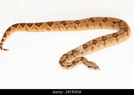 Salmone Boa Constrictor serpente isolato su sfondo bianco Foto Stock