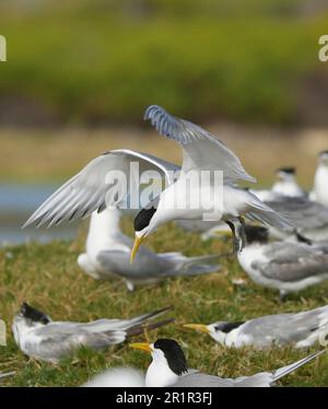 Swift Terns (Thalasseus bergii), zone umide del fiume Bot, Overberg, Sudafrica Foto Stock