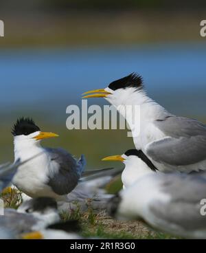 Swift Tern (Thalasseus bergii), zone umide del fiume Bot, Overberg, Sudafrica Foto Stock