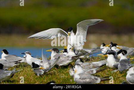 Swift Tern (Thalasseus bergii), zone umide del fiume Bot, Overberg, Sudafrica Foto Stock